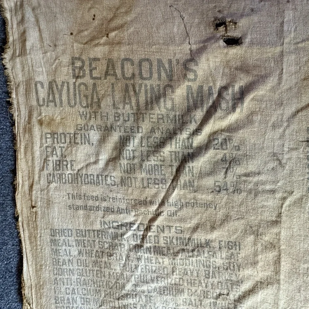 Vintage Cayuga Chicken Feed Bag‎ Beacon Milling Co Laying Mash Indian Chief Head